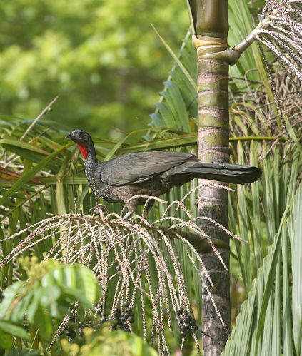 Pénélope marail &copy; Arnaud Anselin / Parc amazonien de Guyane