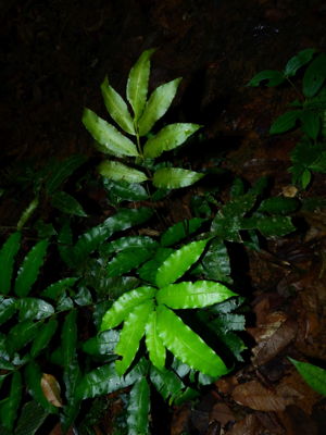 Danaea danaëpinna (monts la Fumée, Saül) © Sébastien Sant / Parc amazonien de Guyane