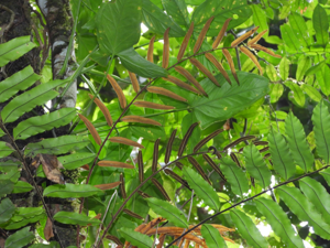 Lomariopsis japurensis (Gros Saut, Papaïchton) © Sébastien Sant / Parc amazonien de Guyane