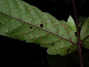 Tectaria incisa f. vivipara (saut Parasol, Saint-Elie) © Sébastien Sant / Parc amazonien de Guyane