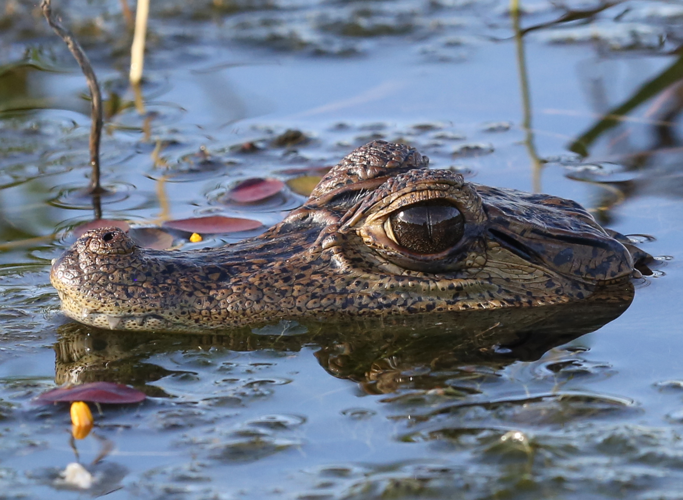 Caiman crocodilus (Linnaeus, 1758) &copy; Arnaud Anselin / Parc amazonien de Guyane