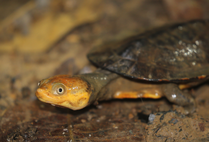 Mesoclemmys nasuta (Schweigger, 1812) &copy; Arnaud Anselin / Parc amazonien de Guyane