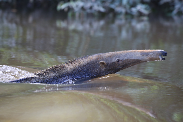 Myrmecophaga tridactyla Linnaeus, 1758 &copy; Arnaud Anselin / Parc amazonien de Guyane