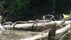 Groupe de loutres géantes en amont de Trois Saut (Camopi, 2022) © Arnaud Jahn Oyac / Parc amazonien de Guyane