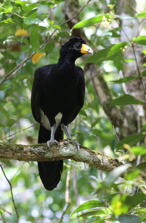 Crax alector Linnaeus, 1766 © Arnaud Anselin / Parc amazonien de Guyane