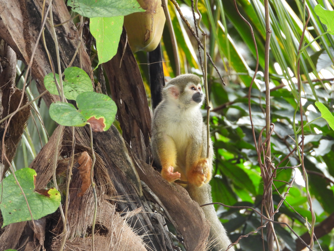 <i>Saimiri sciureus</i> (Linnaeus, 1758) &copy; S. Sant / Parc amazonien de Guyane