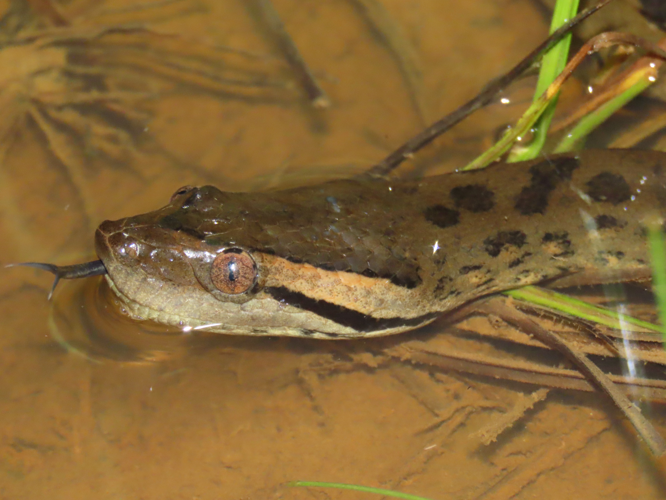 <i>Eunectes murinus</i> (Linnaeus, 1758) &copy; T. Parent, Parc amazonien de Guyane
