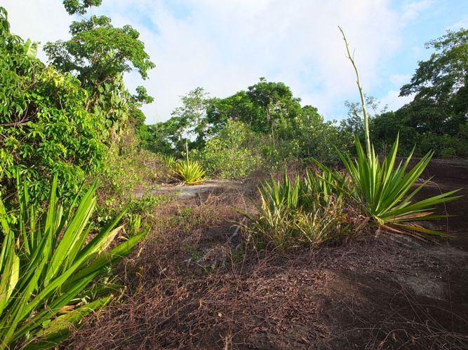 <i>Furcraea foetida</i> (L.) Haw., 1812 &copy; S. Sant, Parc amazonien de Guyane