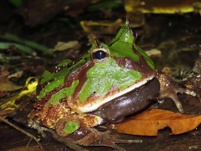 <i>Ceratophrys cornuta</i> (Linnaeus, 1758) &copy; T. Parent, Parc amazonien de Guyane