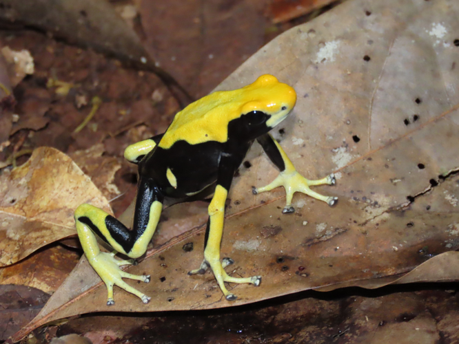 <i>Dendrobates tinctorius</i> (Cuvier, 1797) &copy; T. Parent, Parc amazonien de Guyane