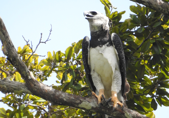 <i>Harpia harpyja</i> (Linnaeus, 1758) (Paramana, Matoury) &copy; S. Sant/Parc Amazonien de Guyane