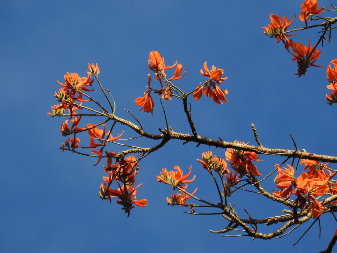 <i>Erythrina poeppigiana</i> (Walp.) O.F.Cook, 1901 &copy; S. Sant/Parc Amazonien de Guyane