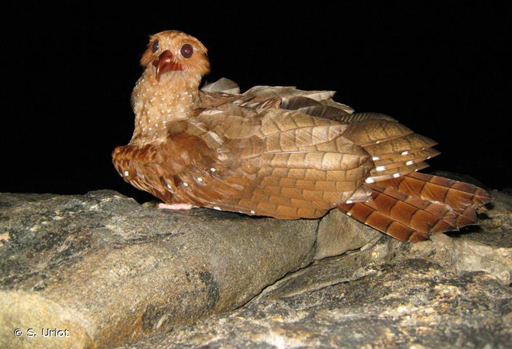 <i>Steatornis caripensis</i> Humboldt, 1817 &copy; S. Uriot