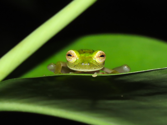 <i>Hyalinobatrachium iaspidiense</i> (Ayarzagüena, 1992) &copy; T. Parent, Parc amazonien de Guyane