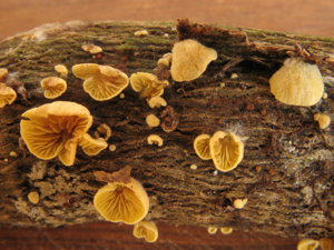 Crepidotus flavus (Saül, 2019) © G. Corriol/CBN Pyrénées et Midi-Pyrénées
