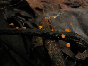 Dicephalospora rufocornea (Saül, 2019) © G. Corriol/CBN Pyrénées et Midi-Pyrénées