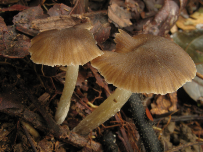 Entoloma cervinum (Saül, 2019) &copy; G. Corriol/CBN Pyrénées et Midi-Pyrénées