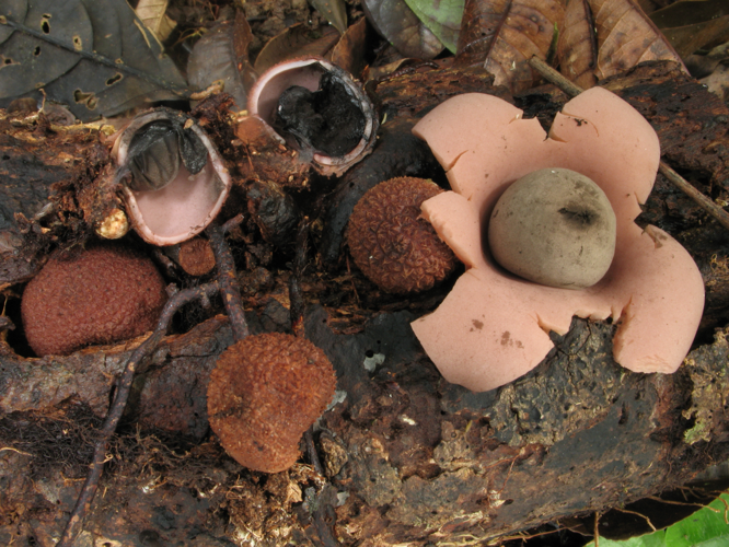 Geastrum echinulatum (Saül, 2019) © G. Corriol/CBN Pyrénées et Midi-Pyrénées