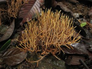 Lachnocladium schweinfurthianum (Saül, 2019) © G. Corriol/CBN Pyrénées et Midi-Pyrénées