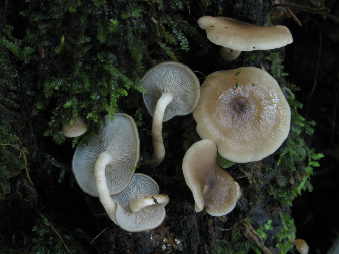 Lepistella ocula (Saül, 2019) &copy; G. Corriol/CBN Pyrénées et Midi-Pyrénées