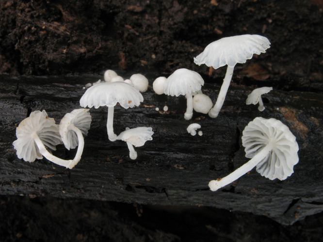 Marasmiellus coilobasis (Saül, 2019) &copy; G. Corriol/CBN Pyrénées et Midi-Pyrénées