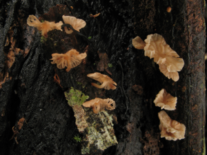 Marasmiellus ugandensis (Saül, 2019) © G. Corriol/CBN Pyrénées et Midi-Pyrénées