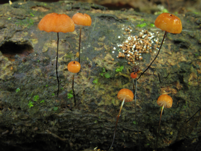 Marasmius ruforotula (Saül, 2019) &copy; G. Corriol/CBN Pyrénées et Midi-Pyrénées