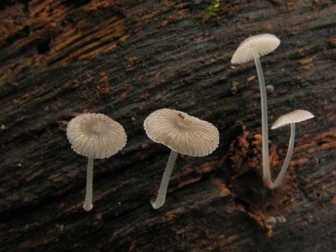 Mycena chlorophos (Saül, 2019) &copy; G. Corriol/CBN Pyrénées et Midi-Pyrénées
