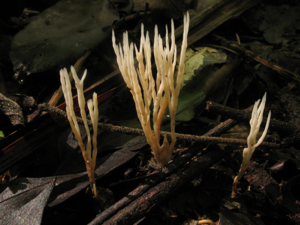 Tremellodendropsis flagelliformis (Saül, 2019) © G. Corriol/CBN Pyrénées et Midi-Pyrénées