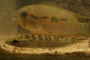 Crenicichla albopunctata (Gros Saut sur le Grand Abounami, Papaïchton, 2020) © F. Melki/Fondation Biotope