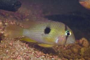 Guianacara owroewefi (Gros Saut sur le Grand Abounami, Papaïchton, 2020) © F. Melki/Fondation Biotope