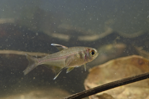 Hemigrammus unilineatus (Gros Saut sur le Grand Abounami, Papaïchton, 2020) © F. Melki/Fondation Biotope