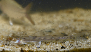 Mastiglanis durantoni (Gros Saut sur le Grand Abounami, Papaïchton, 2020) © F. Melki/Fondation Biotope