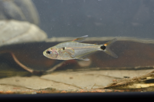 Phenacogaster wayana (Gros Saut sur le Grand Abounami, Papaïchton, 2020) © F. Melki/Fondation Biotope