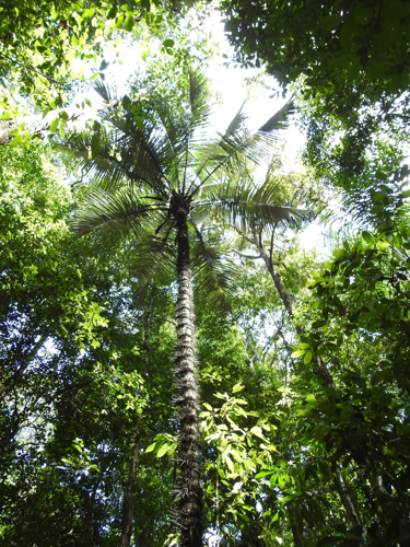 <i>Astrocaryum minus</i> Trail, 1877 &copy; S. Sant/ Parc Amazonien de Guyane