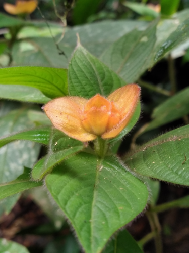 <i>Palicourea granvillei</i> (Steyerm.) Delprete & J.H.Kirkbr., 2016 &copy; S. Sant/Parc Amazonien de Guyane