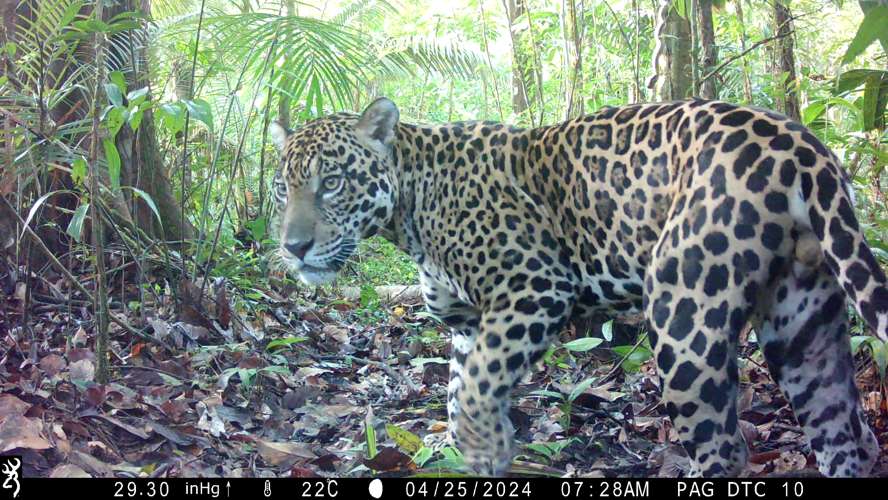 Panthera onca au piège photo à Saül © P. Ardouin