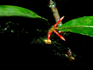Ixora aluminicola photographié le 19/03/2016 (Saül, monts Galbao) © S.Sant