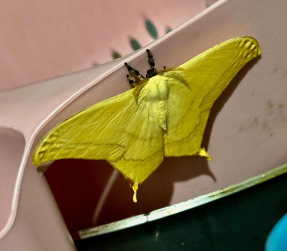 Therinia buckleyi &copy; Francia Alpha