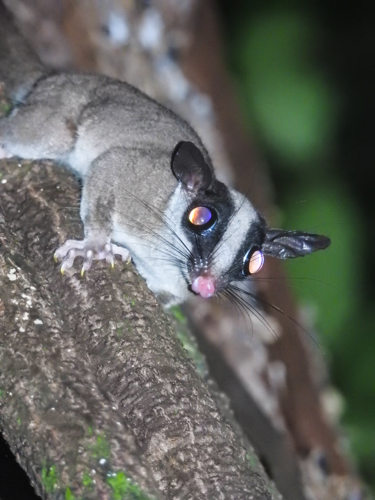 Glironia venusta (Itoupé, 2017) &copy; Sébastien SANT, Parc amazonien de Guyane