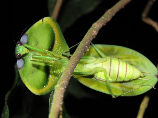 <i>Choeradodis strumaria</i> (Linnaeus, 1758) &copy; T. Parent, Parc amazonien de Guyane