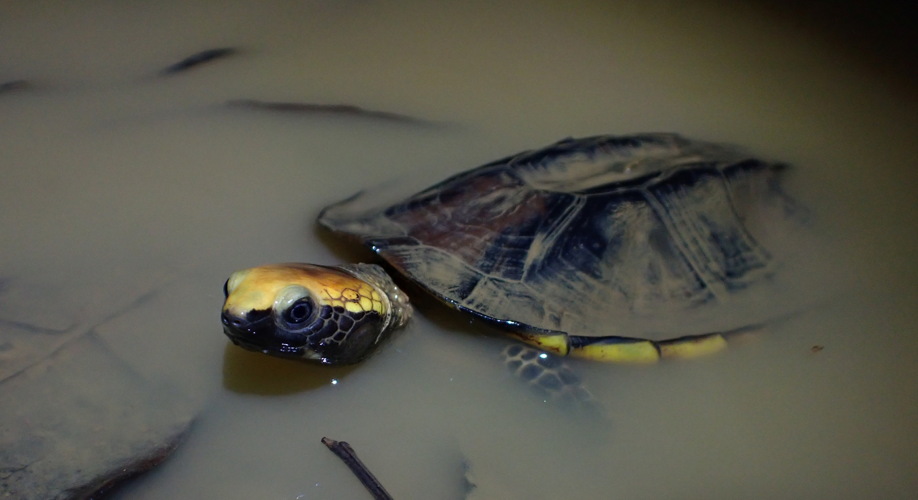 <i>Platemys platycephala</i> (Schneider, 1792) &copy; T. Parent, Parc amazonien de Guyane