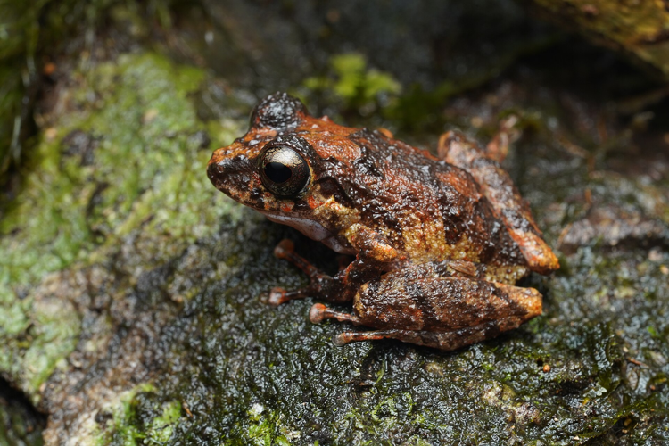 <i>Pristimantis espedeus</i> (montagnes Tortue, Régina) &copy; A. Aury