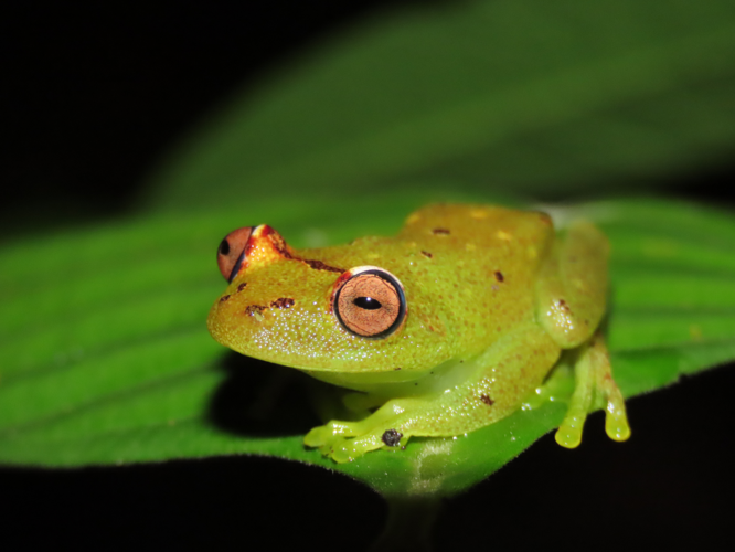 <i>Boana cinerascens</i> (Spix, 1824) &copy; T. Parent, Parc amazonien de Guyane