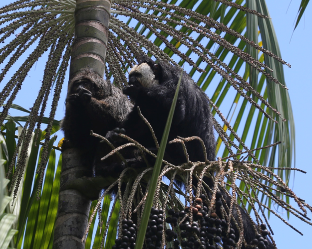 <i>Chiropotes chiropotes </i> (Humboldt, 1812) &copy; A. Anselin, Parc amazonien de Guyane