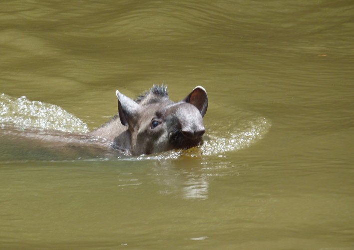 Tapir traversant le Tampok à la nage &copy; O. Morillas, Parc amazonien de Guyane
