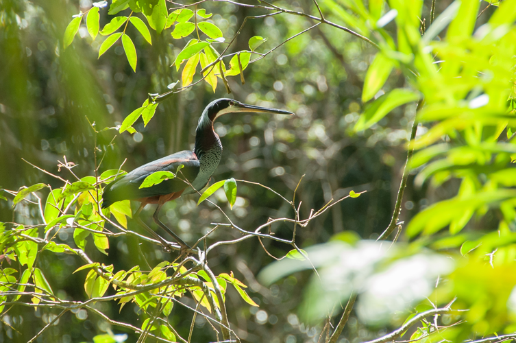 Onoré agami (<i>Agamia agami</i>) sur sa zone de reproduction.  &copy; G. Cornaton, Parc amazonien de Guyane