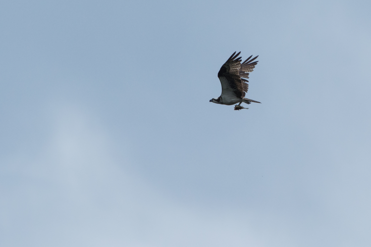 Balbuzard pêcheur (<i>Pandion haliaetus</i>) en vol au dessus de l'Oyapock.  &copy; G. Feuillet, Parc amazonien de Guyane