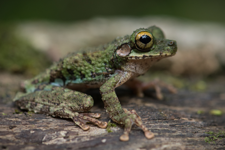 <i>Osteocephalus helenae</i> (Ruthven, 1919)  &copy; G. Feuillet, Parc amazonien de Guyane
