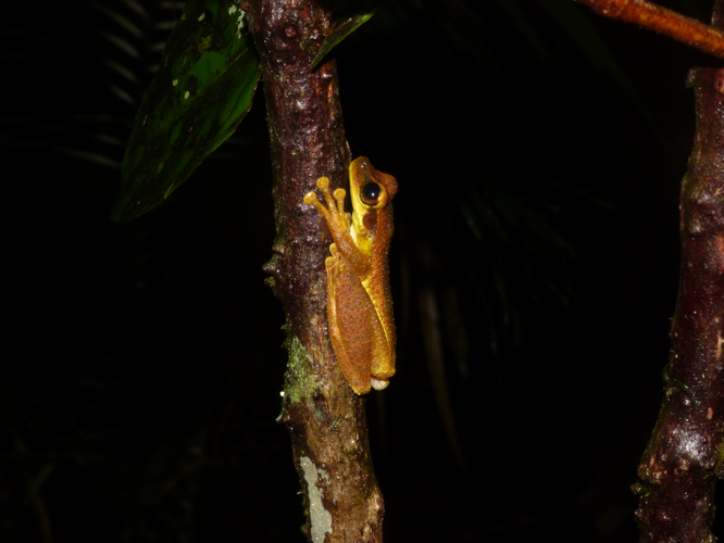 <i>Osteocephalus leprieurii</i> (Duméril & Bibron, 1841) &copy; M. Quelen, Parc amazonien de Guyane